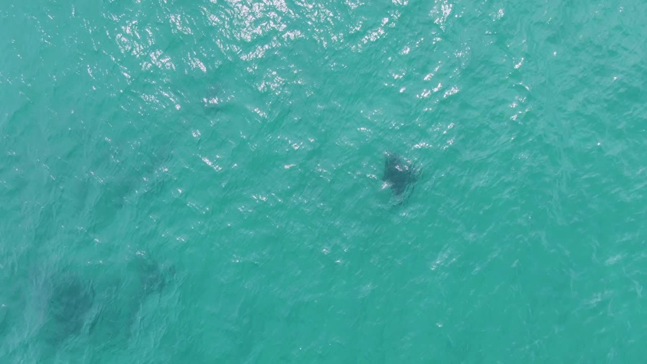 A sea turtle appears as a dark shape below the clear turquoise surface at Puerto Los Cabos Beach, with bright ripple highlights and no visible people.