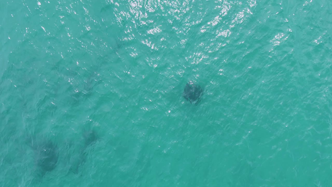 Multiple dark sea turtle shapes sit below the teal water surface at Puerto Los Cabos Beach, with gentle ripples crossing the frame and no visible people.