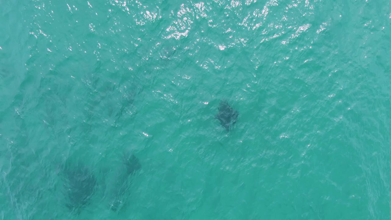Clear turquoise water with sea turtles visible below the surface