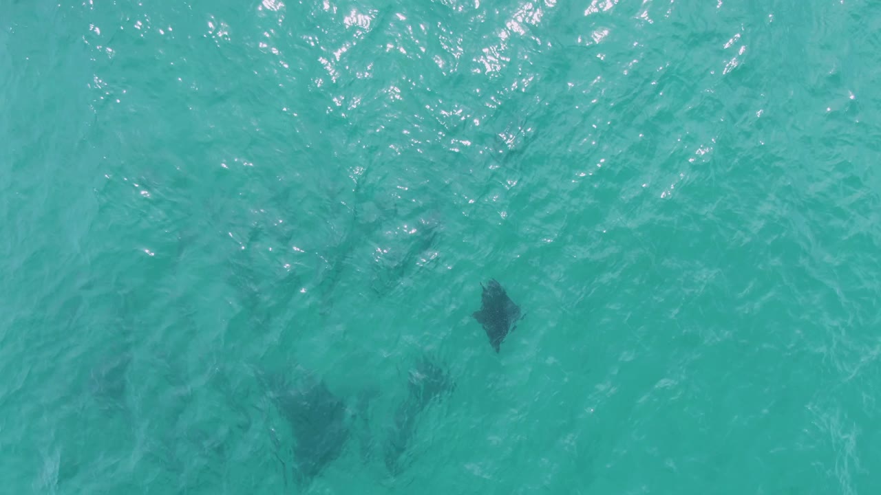 At Puerto Los Cabos Beach, several dark manta ray shapes are visible under rippled turquoise water near the start of the clip, with no visible people.