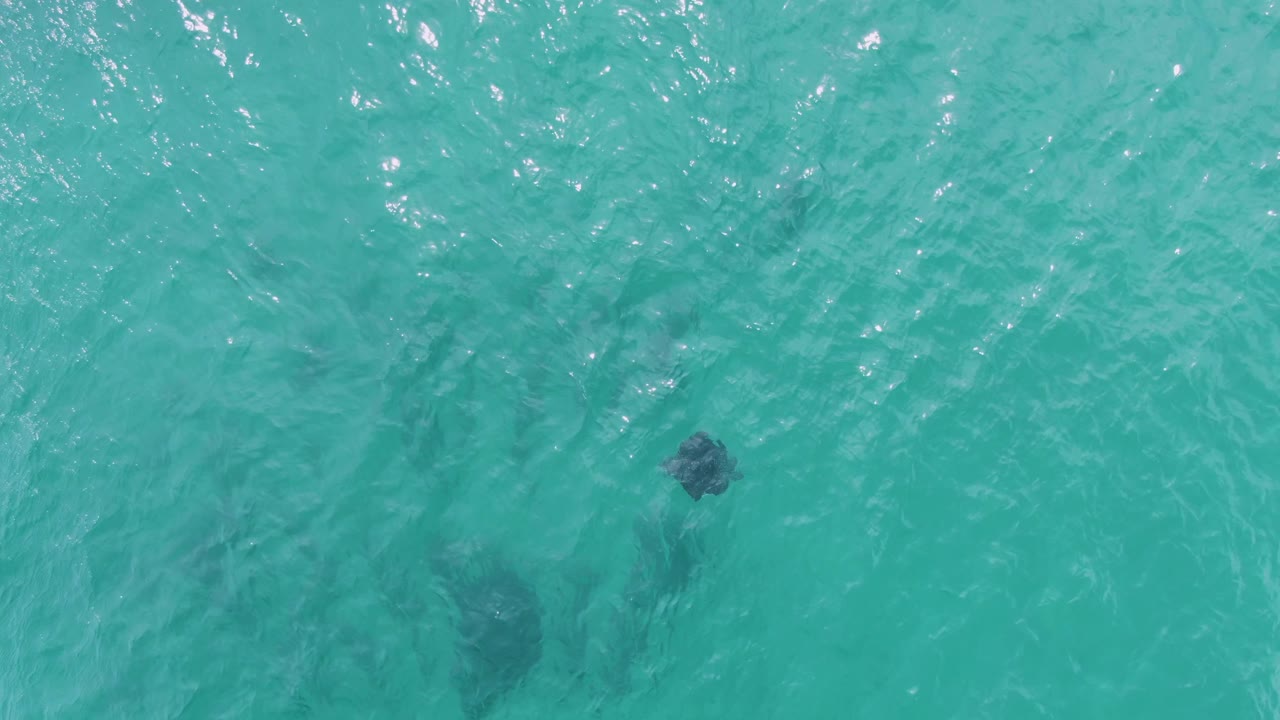 Single dark manta ray shape in clear turquoise ocean water.
