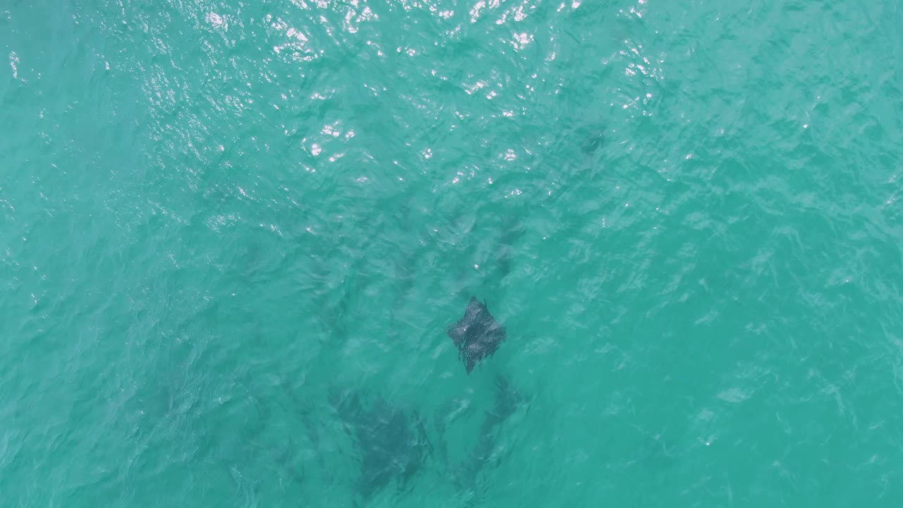At Puerto Los Cabos Beach, a dark manta ray shape appears in the upper-right area while faint underwater shadows sit lower in the turquoise water, with no visible people.