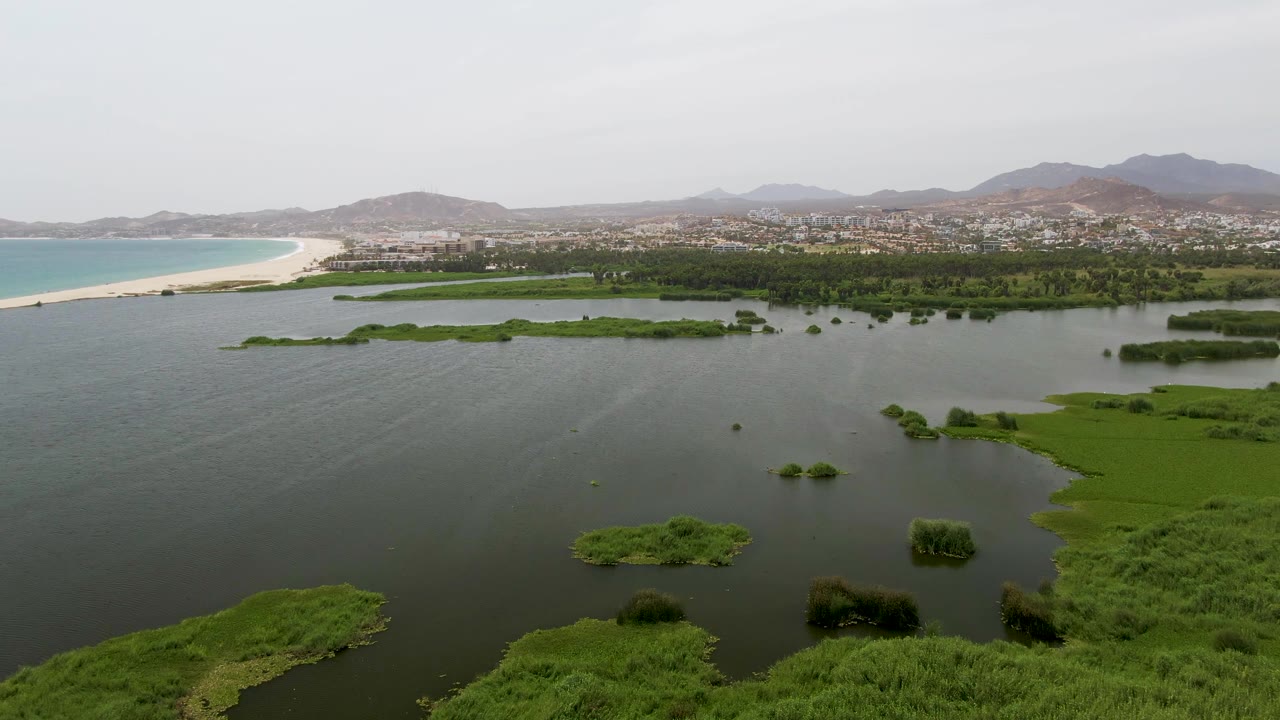 High drone frame over Puerto Los Cabos Beach showing dense green reeds along the lower edge, scattered marsh islands in calm water, a pale beach and blue-green ocean to the left, and no visible people.