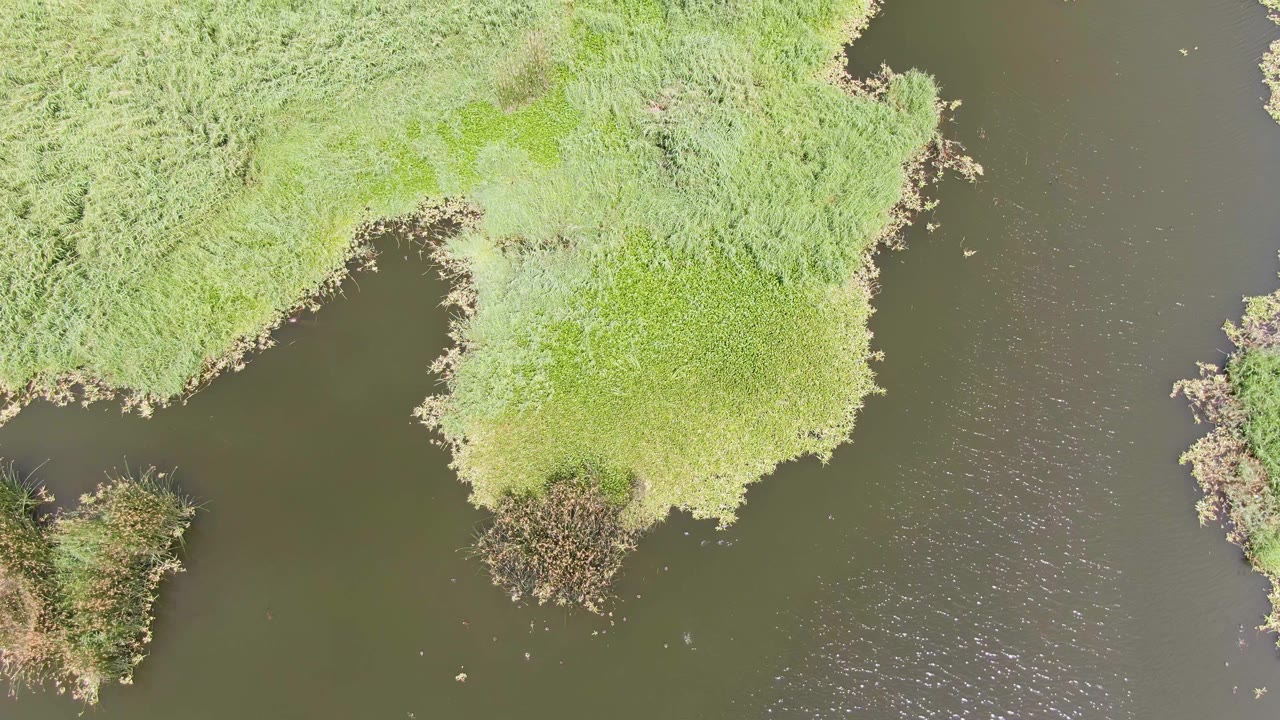 Aerial view of a marshy riverbank with green reeds