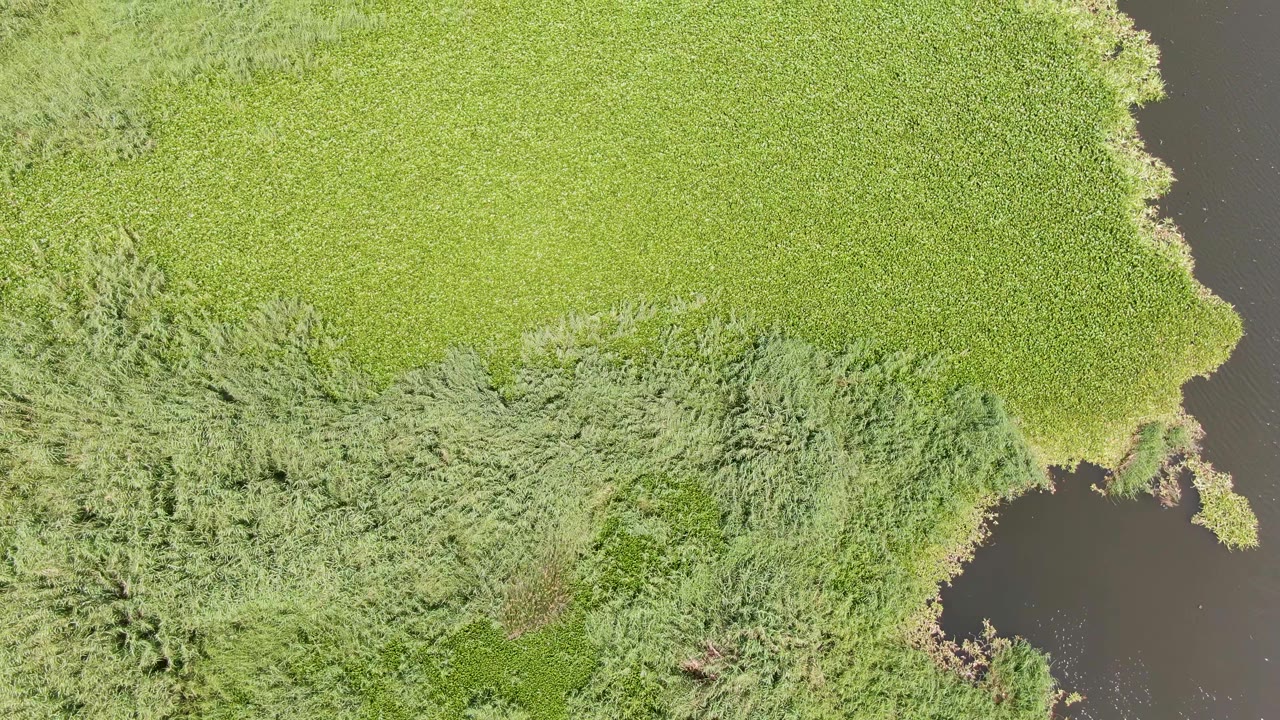 Overhead view of dense green vegetation and taller reeds beside a dark water edge at Puerto Los Cabos Beach, Baja California Sur, with no visible people.