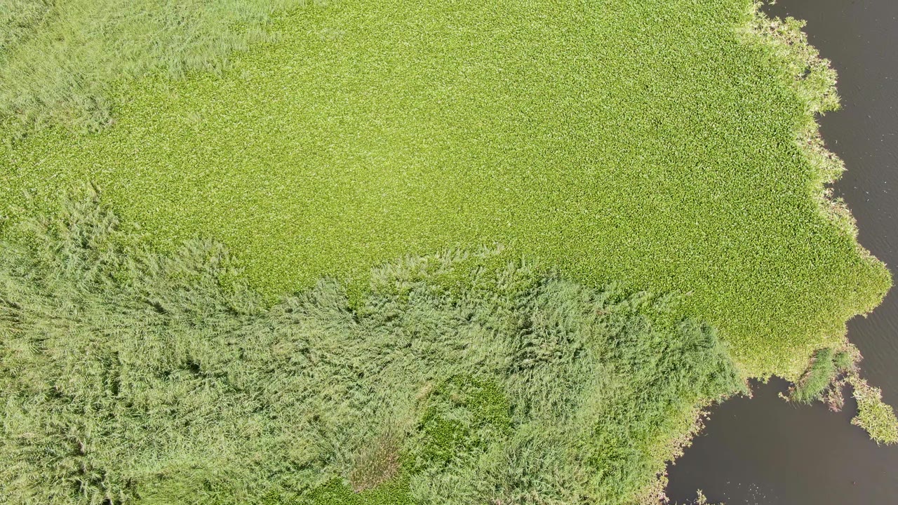 Aerial frame of bright green field growth, a horizontal band of taller reeds, and dark water along the right side in Puerto Los Cabos Beach, with no visible people.