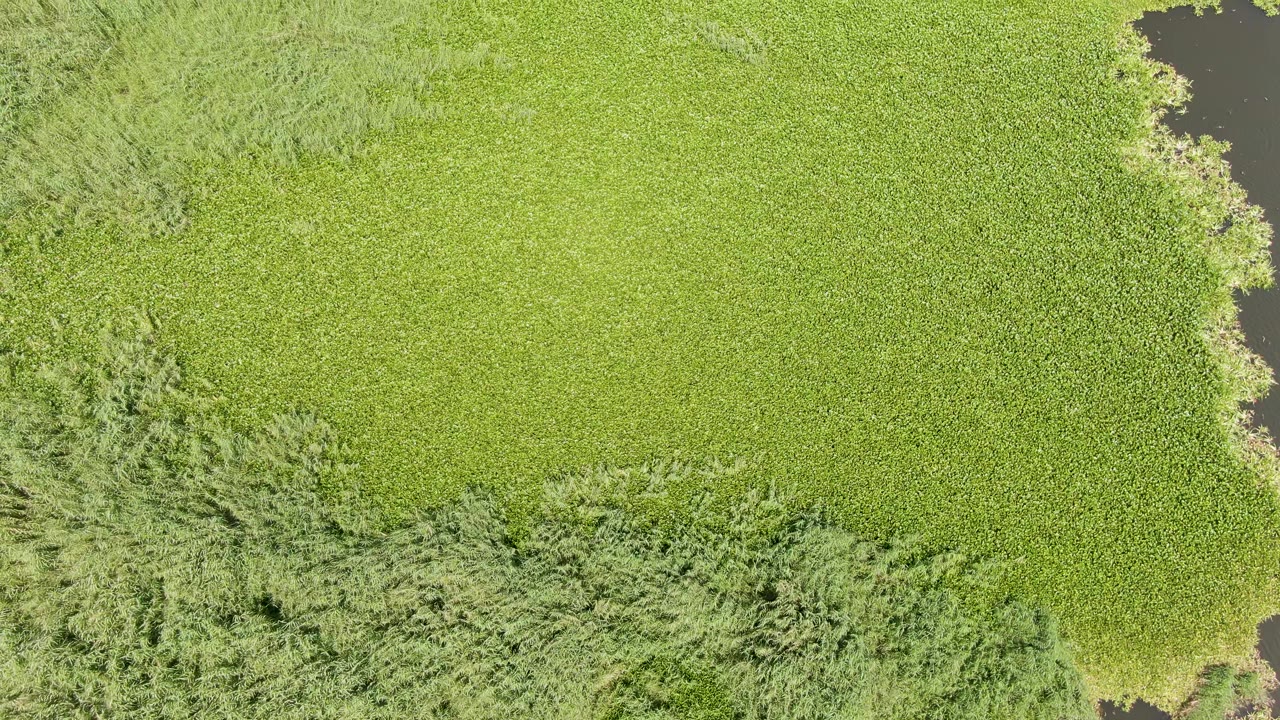 Aerial view in Puerto Los Cabos Beach showing dense green field vegetation, reed clusters at the lower left, and dark water peeking along the right edge, with no visible people.