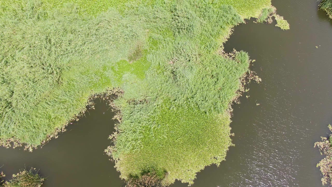 Top-down view of green marsh reeds beside dark water channels.