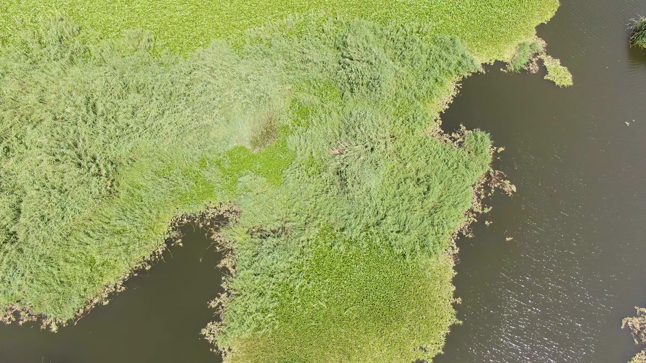 Aerial view of Puerto Los Cabos Beach marshland, where pale and bright green reeds meet a narrow dark water channel on the right, with no visible people.