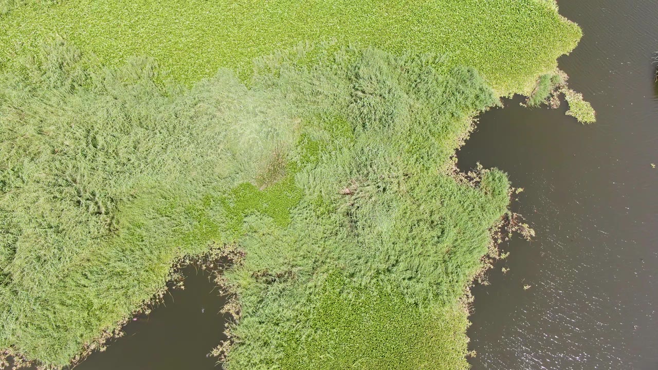 Top-down Puerto Los Cabos Beach wetland frame with a broad green reed bed across the top and dark calm water along both sides, with no visible people.