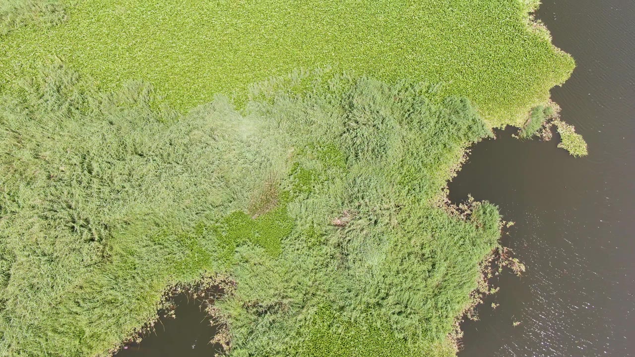Puerto Los Cabos Beach wetland seen from above, with thick green reeds filling the frame and a dark water edge cutting in from the right, with no visible people.