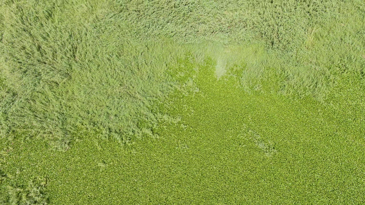 Overhead view of green crops and pale grasses at Puerto Los Cabos Beach, Baja California Sur, Mexico, with no visible people in the opening frame.