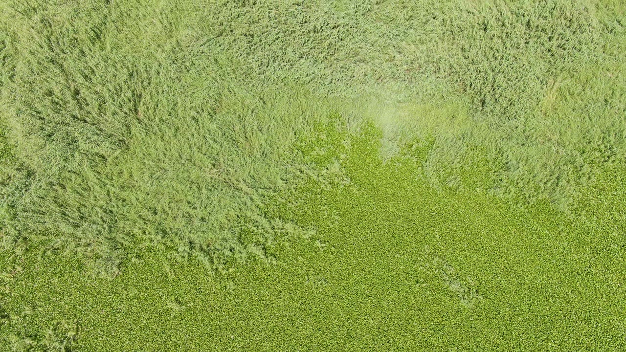 Aerial frame from Puerto Los Cabos Beach, Baja California Sur, Mexico, showing dense green crops bordered by lighter grass textures and no visible people.