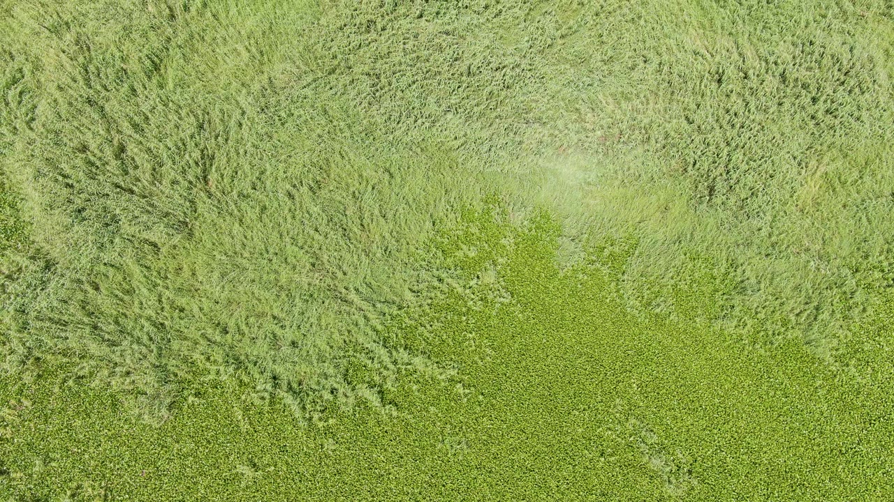 Top-down view over green vegetation at Puerto Los Cabos Beach, Baja California Sur, Mexico, with a broad pale grass swirl near the upper frame and no visible people.