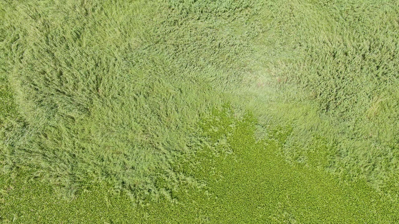 Green field seen from above with pale grasses and crop texture.