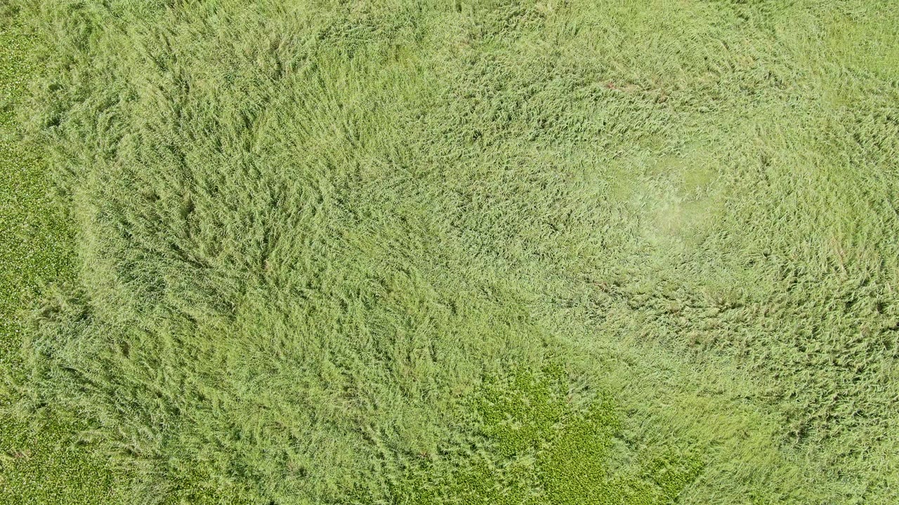 Overhead green grass field with wind-brushed texture.