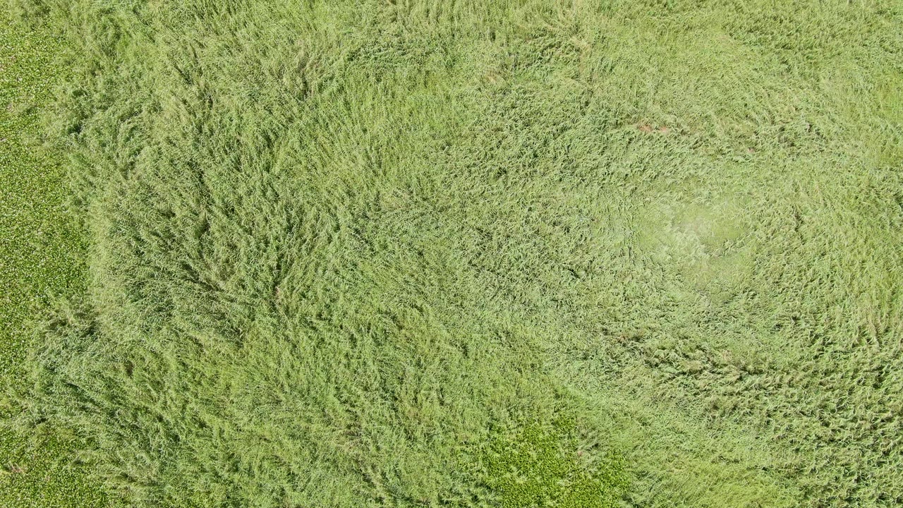 Top-down Puerto Los Cabos Beach grass field with a pale flattened area surrounded by denser green vegetation and no visible people.