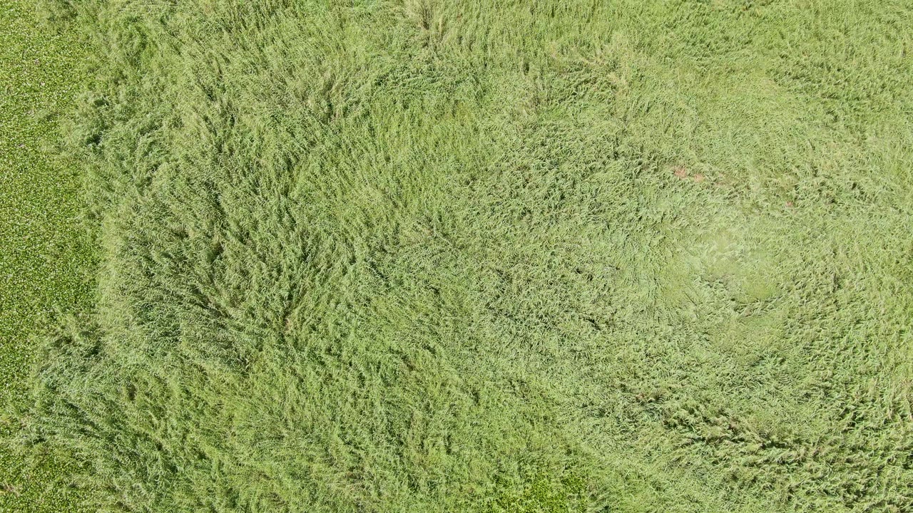 Aerial view over Puerto Los Cabos Beach vegetation, showing diagonal darker grass streaks and mottled green ground with no visible people.
