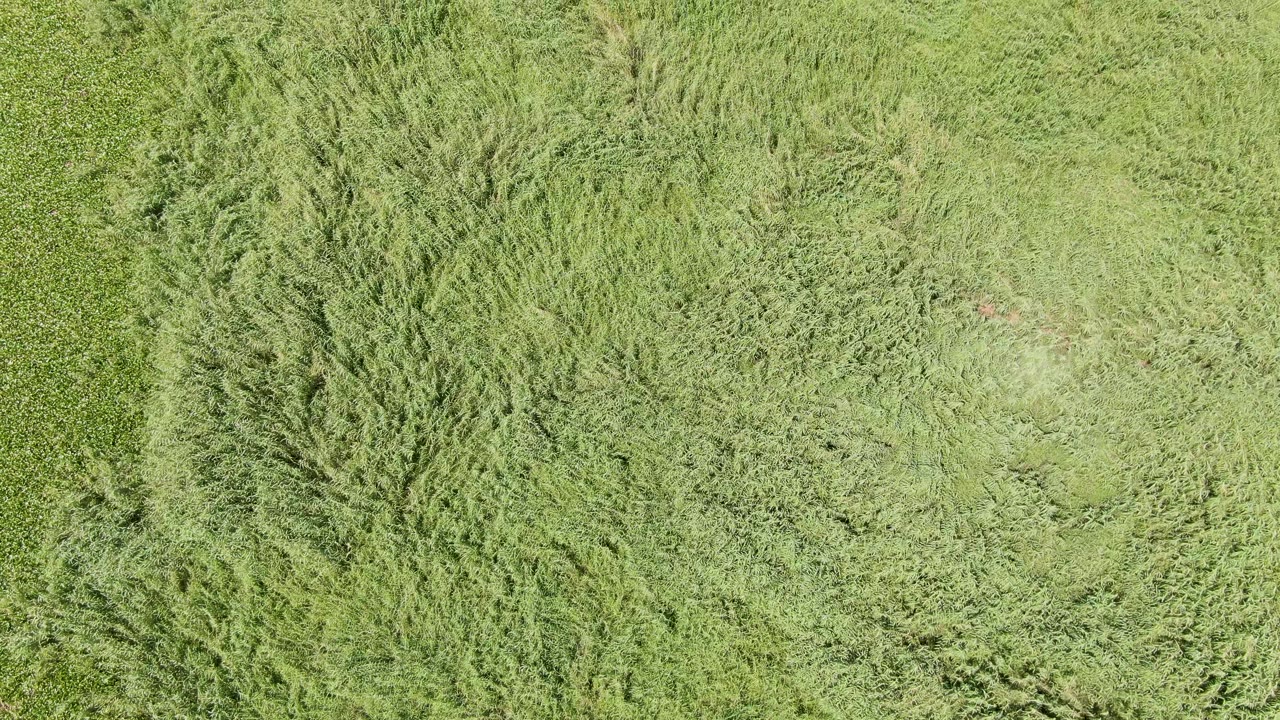 Overhead frame from Puerto Los Cabos Beach showing broad green grass patterns, wind-swept texture, and no visible people.