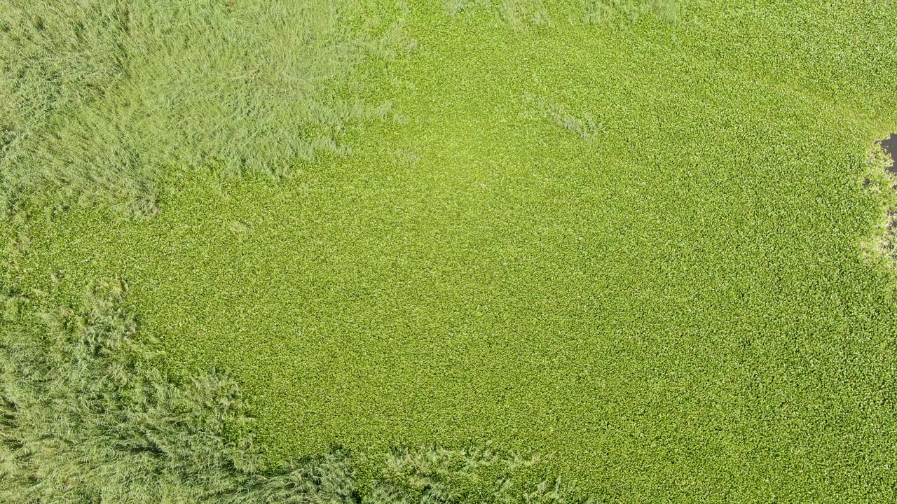 Overhead view of a green crop field at Puerto Los Cabos Beach, Baja California Sur, with a dense diagonal tree border entering from the left and no visible people.