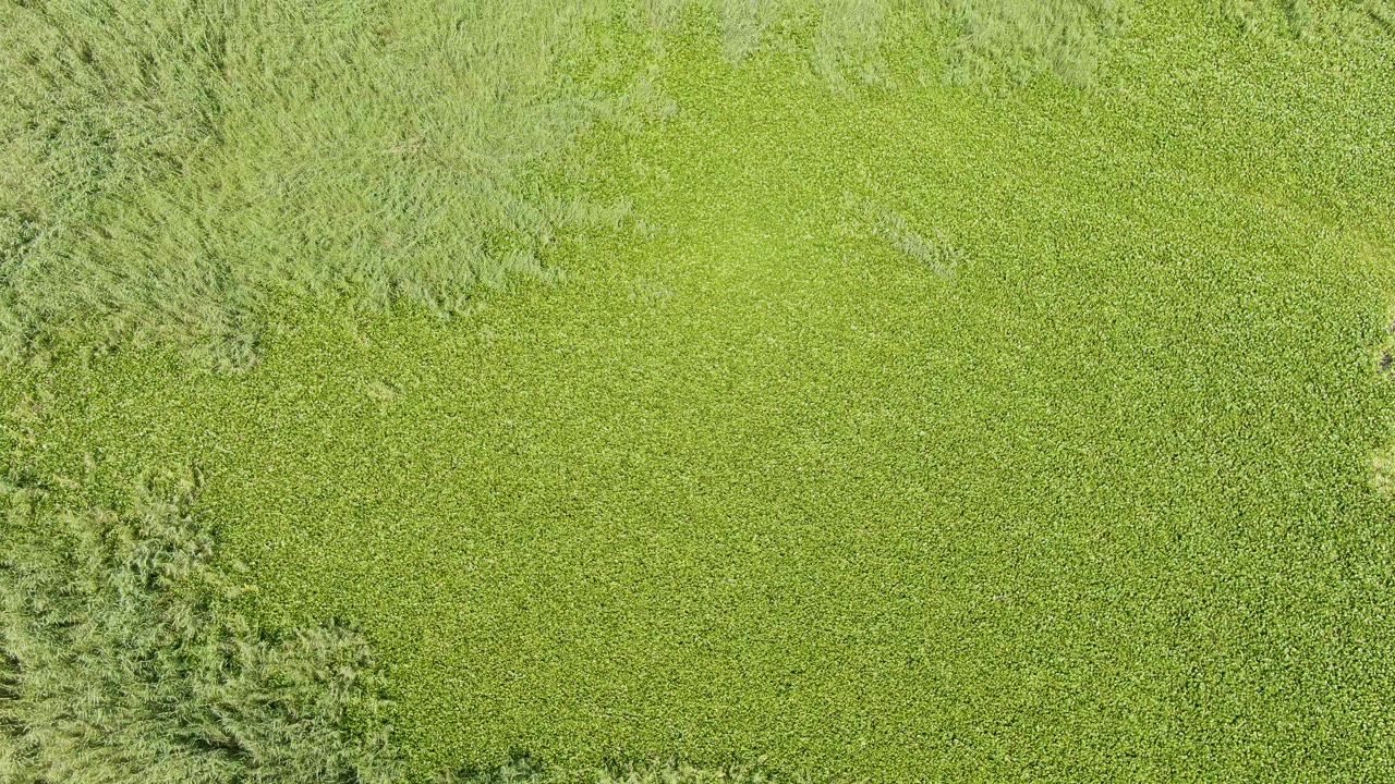 Straight-down view of green farmland in Puerto Los Cabos Beach, Mexico, with taller pale brush running through the center and no visible people.