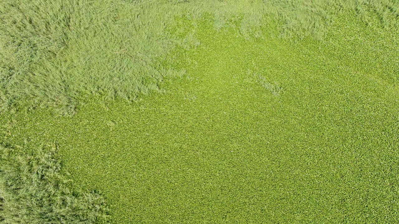 Aerial frame over Puerto Los Cabos Beach farmland, showing dense green crops split by a narrow vertical band of trees and no visible people.