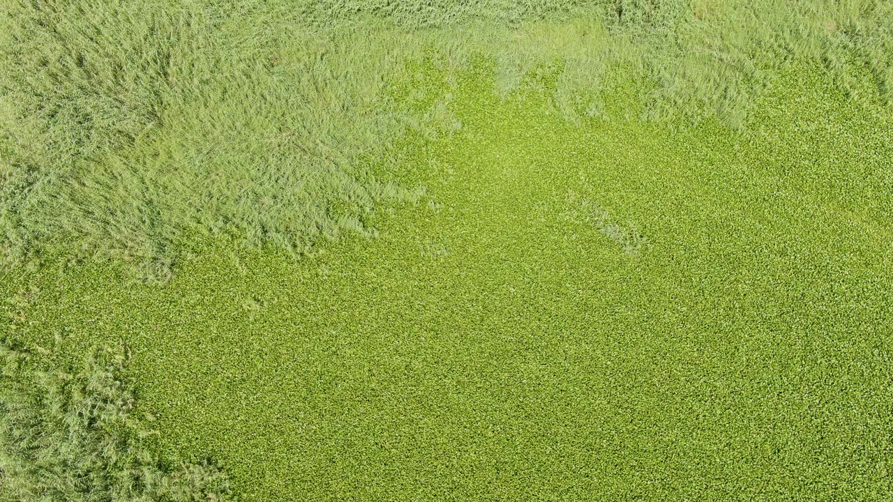 Green field and pale tree canopy seen from above.