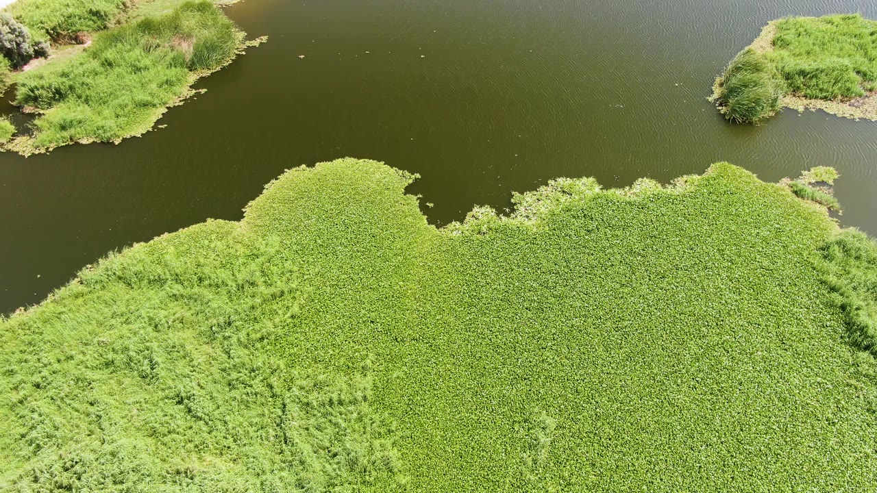 Puerto Los Cabos Beach aerial frame showing a broad green vegetation sheet below dark water and small reed islands near the top, with no visible people.