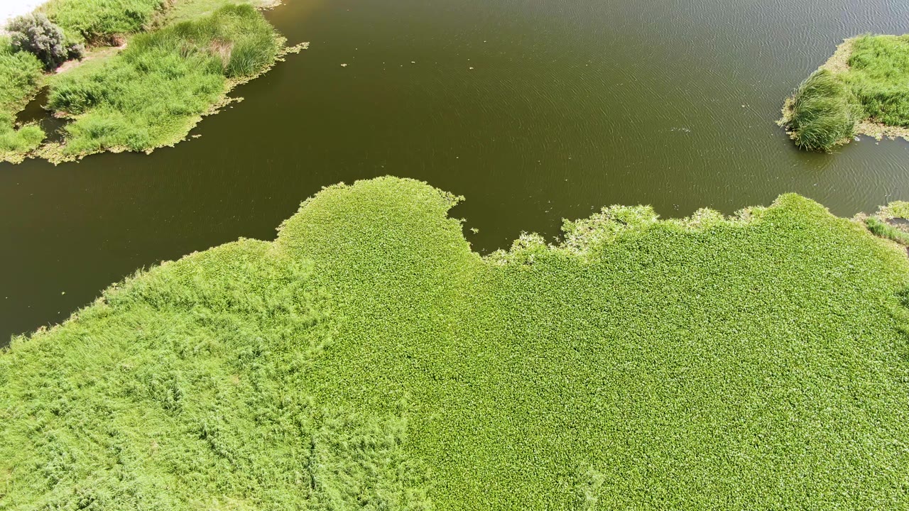 Aerial frame at Puerto Los Cabos Beach showing still olive lake water, dense green water plants, grasses along the edge, and no visible people.