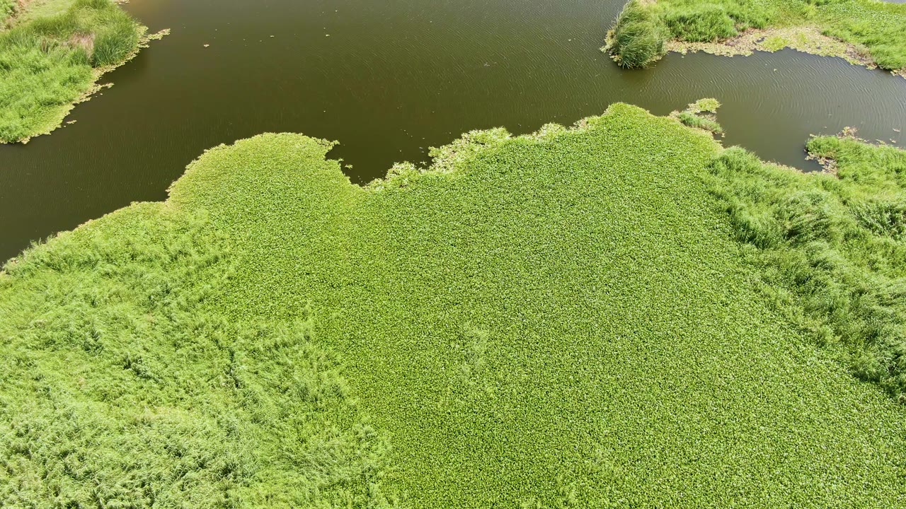 Overhead view in Puerto Los Cabos Beach, Baja California Sur, where a dense green plant mat meets dark still water and uneven grassy shoreline at the frame edges, no visible people.