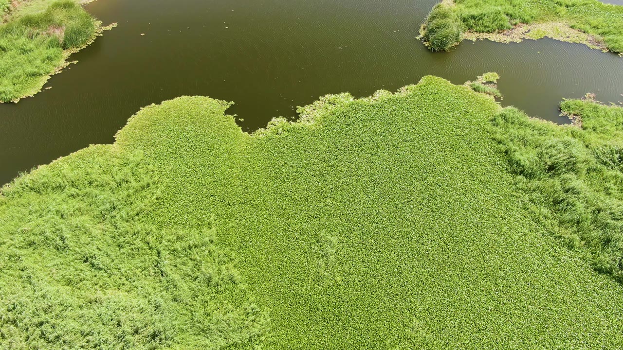 Aerial composition from Puerto Los Cabos Beach, Baja California Sur, with thick aquatic vegetation across the lower area and calm dark water running across the upper area, no visible people.