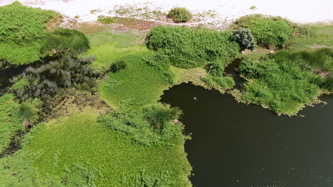 Overhead wetland pond bordered by dense green vegetation and pale sandy ground.