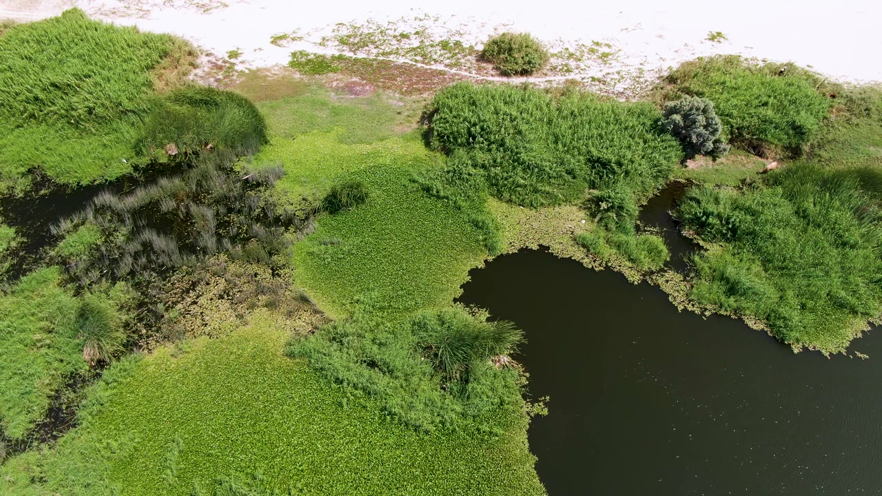 Aerial frame at Puerto Los Cabos Beach showing dark pond water below dense green vegetation, with rounded shrubs and pale sandy terrain along the upper edge, and no visible people.