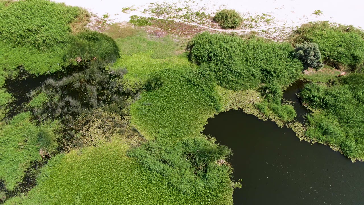 Drone-style overhead view at Puerto Los Cabos Beach with the pond curving through the lower frame, mats of green wetland plants, scattered bushes, sandy ground, and no visible people.