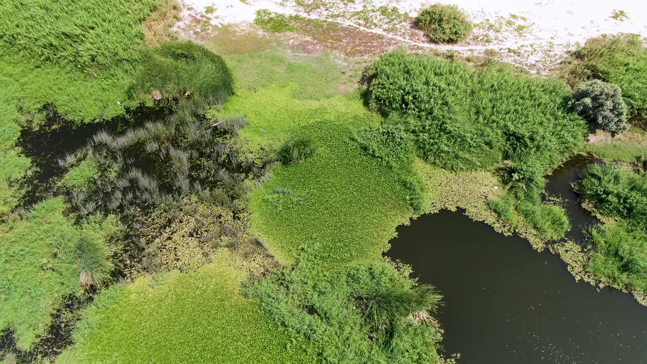 Overhead Puerto Los Cabos Beach wetland frame with a dark water channel at left, dense grasses through the center, a small tree to the right, sandy ground above, and no visible people.
