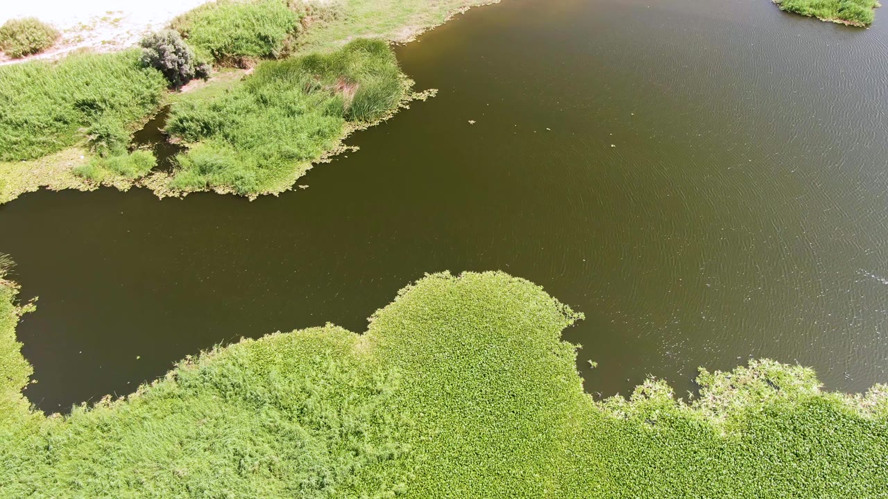 Overhead view of a dark pond bordered by dense green vegetation and pale sandy ground at Puerto Los Cabos Beach, with no visible people.