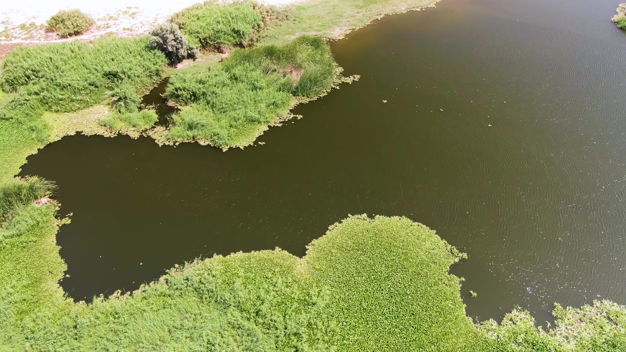 Aerial frame of dark pond water curving around bright green reeds and low shoreline growth at Puerto Los Cabos Beach, with no visible people.