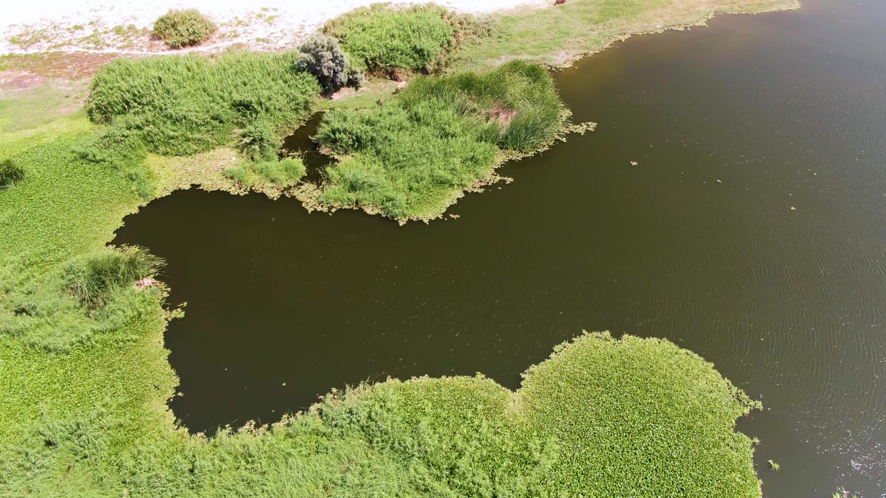 Overhead view across a dark pond with a rounded mass of green reeds in the lower frame and sandy shoreline beyond at Puerto Los Cabos Beach, with no visible people.