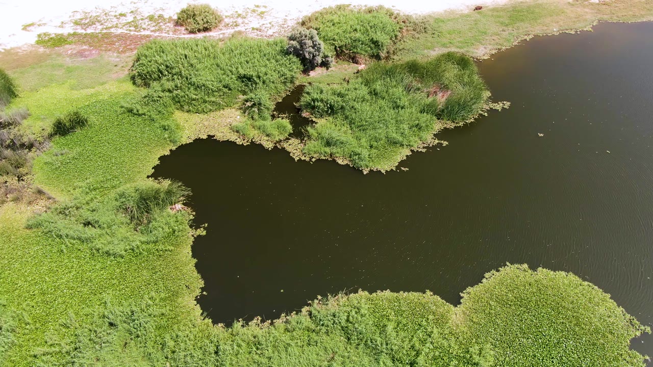 Aerial view of pond edge and surrounding marsh plants