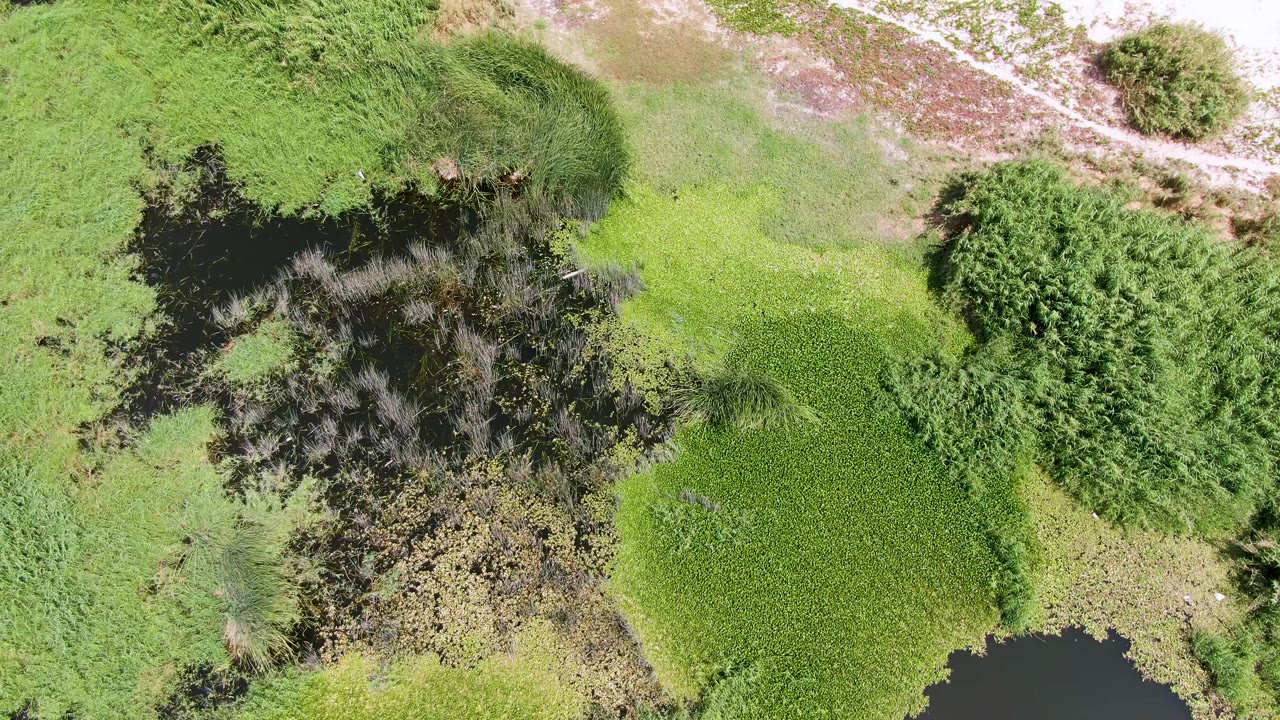 Overhead wetland with green vegetation and dark water patches