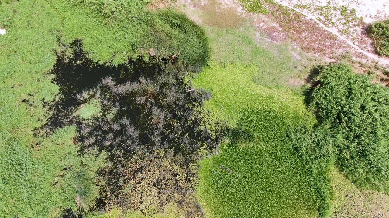 Puerto Los Cabos Beach wetland seen from above with a dark pond-like patch on the left, bright green vegetation through the center, sandy ground at the upper right, and no visible people.