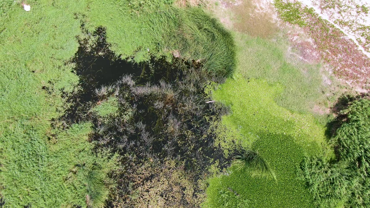 Puerto Los Cabos Beach wetland aerial with a large dark water area at left, mixed brown and green aquatic plants below it, pale sandy ground toward the upper right, and no visible people.
