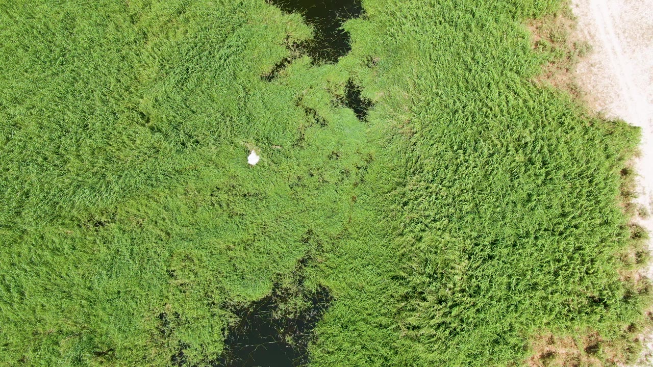 Overhead wetland grass with a small white bird and dark water patches.