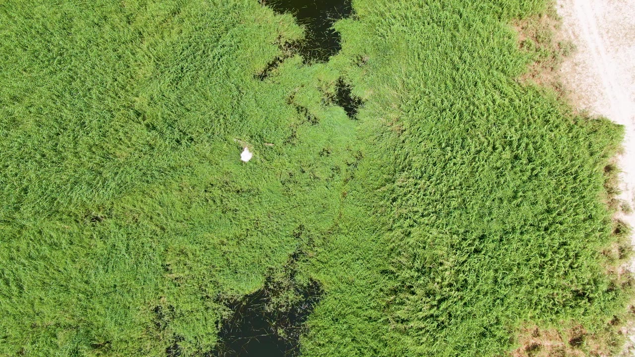 At one second, the Puerto Los Cabos Beach aerial view keeps the white bird near the center of the wetland grass, with dark water openings above and below and no visible people.