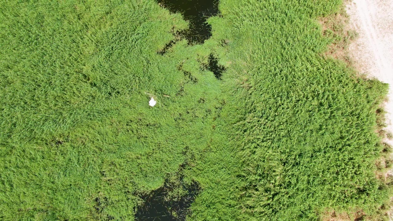 At two seconds, the small white bird appears lower in the green wetland field, with thick reed-like vegetation to the right, shadowed water pockets at the margins, and no visible people.