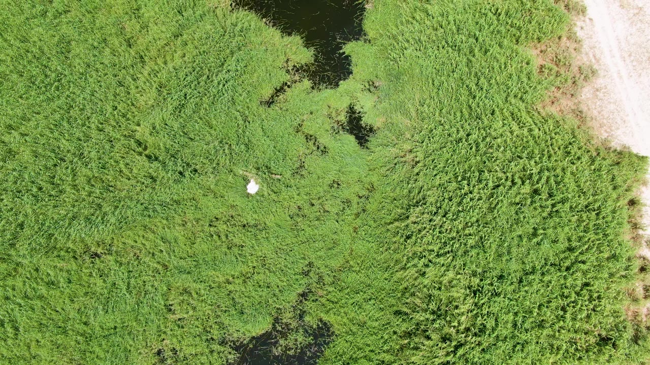 At three seconds, the Puerto Los Cabos Beach wetland remains framed from above, with the white bird in an open grass area, dark water patches around the vegetation, a pale path at right, and no visible people.
