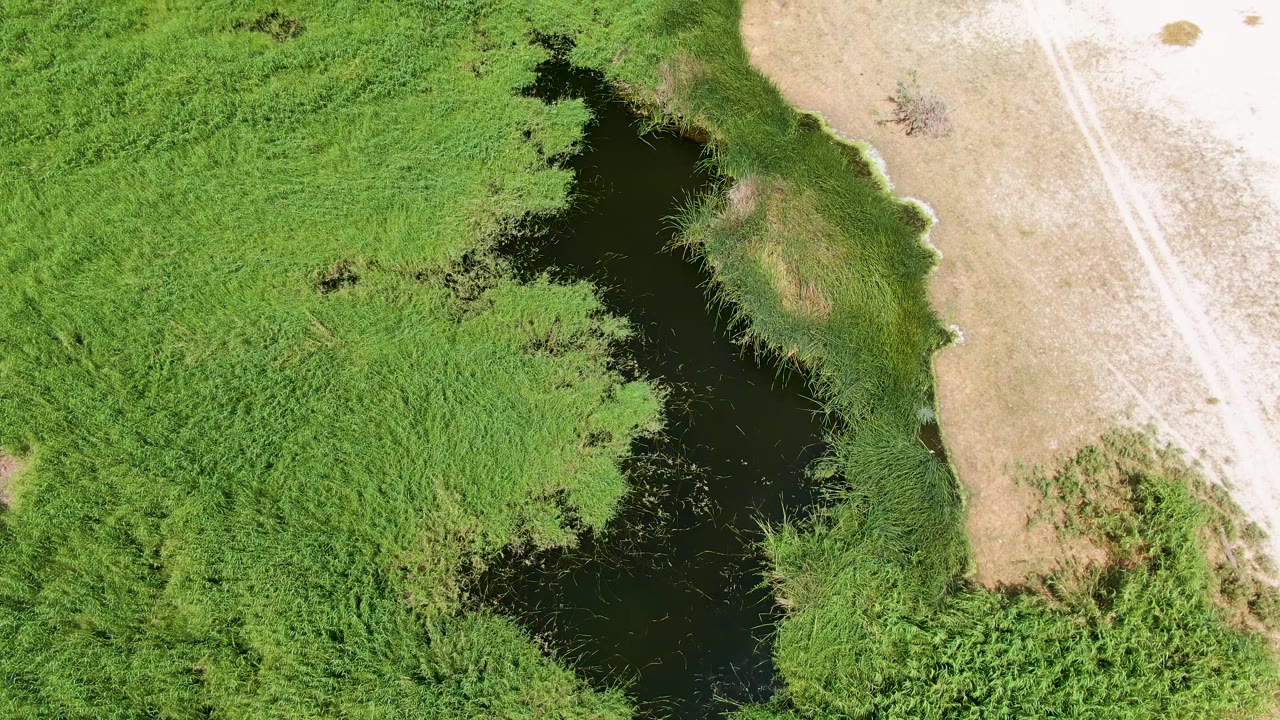 Overhead view at Puerto Los Cabos Beach, Baja California Sur, showing dark wetland water cutting through dense green reeds beside pale dry ground, with no visible people.