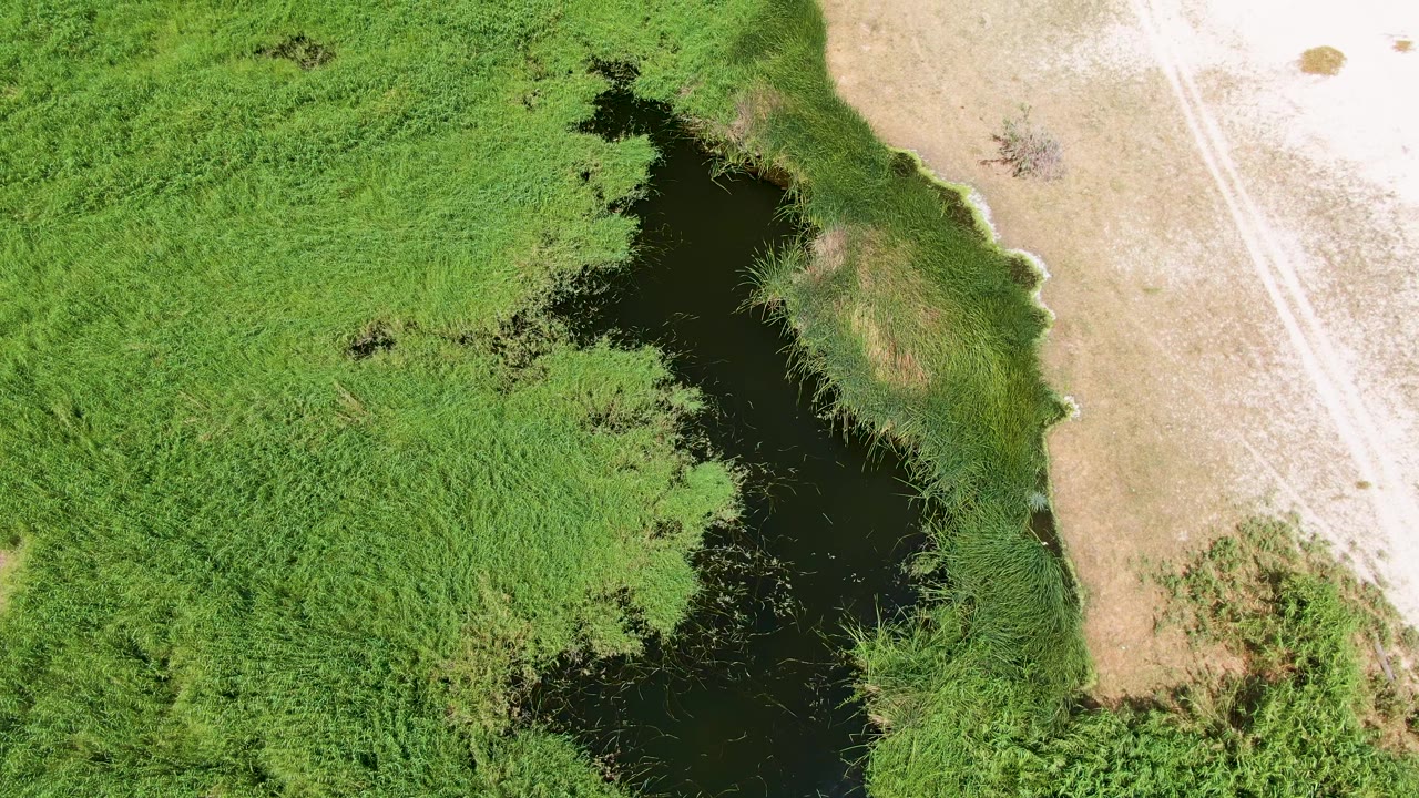 Aerial frame from Puerto Los Cabos Beach, Baja California Sur, with dark pond water partly enclosed by thick reeds and a pale road or track along the right side, with no visible people.