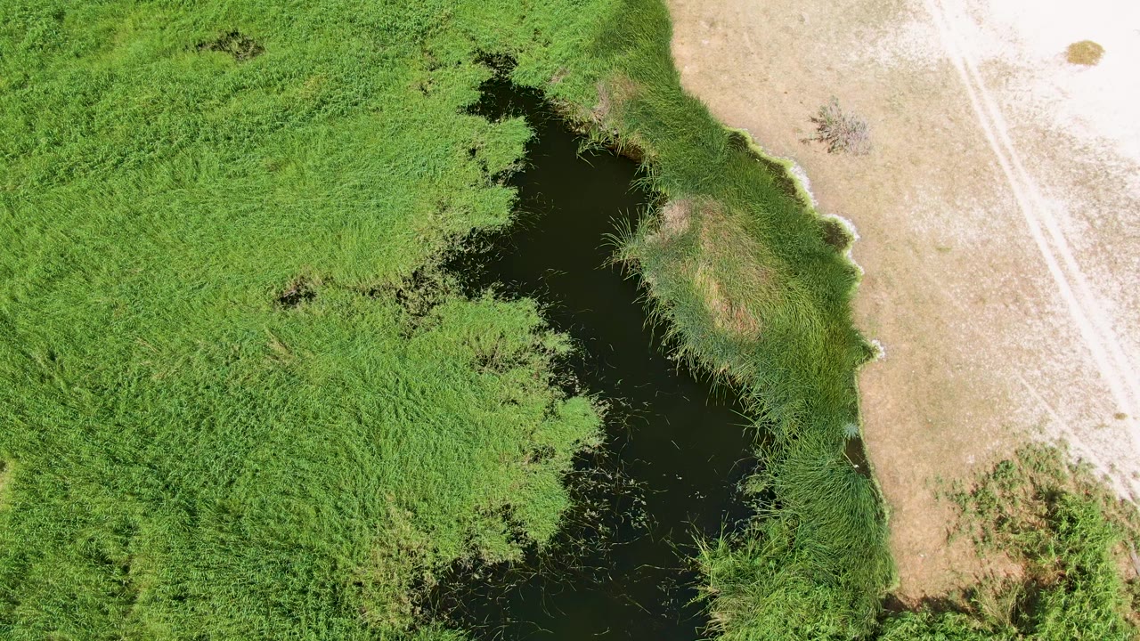 Green wetland vegetation around dark water beside a pale track