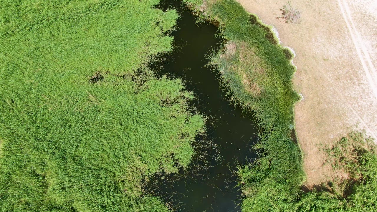 Top-down aerial frame at Puerto Los Cabos Beach showing dark pond water curving between dense green grass and a pale dry dirt edge, with no visible people.